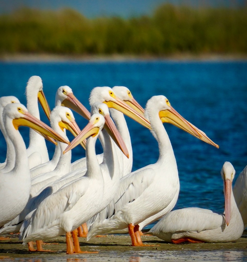 A group of white pelicans resting on a sandbar.