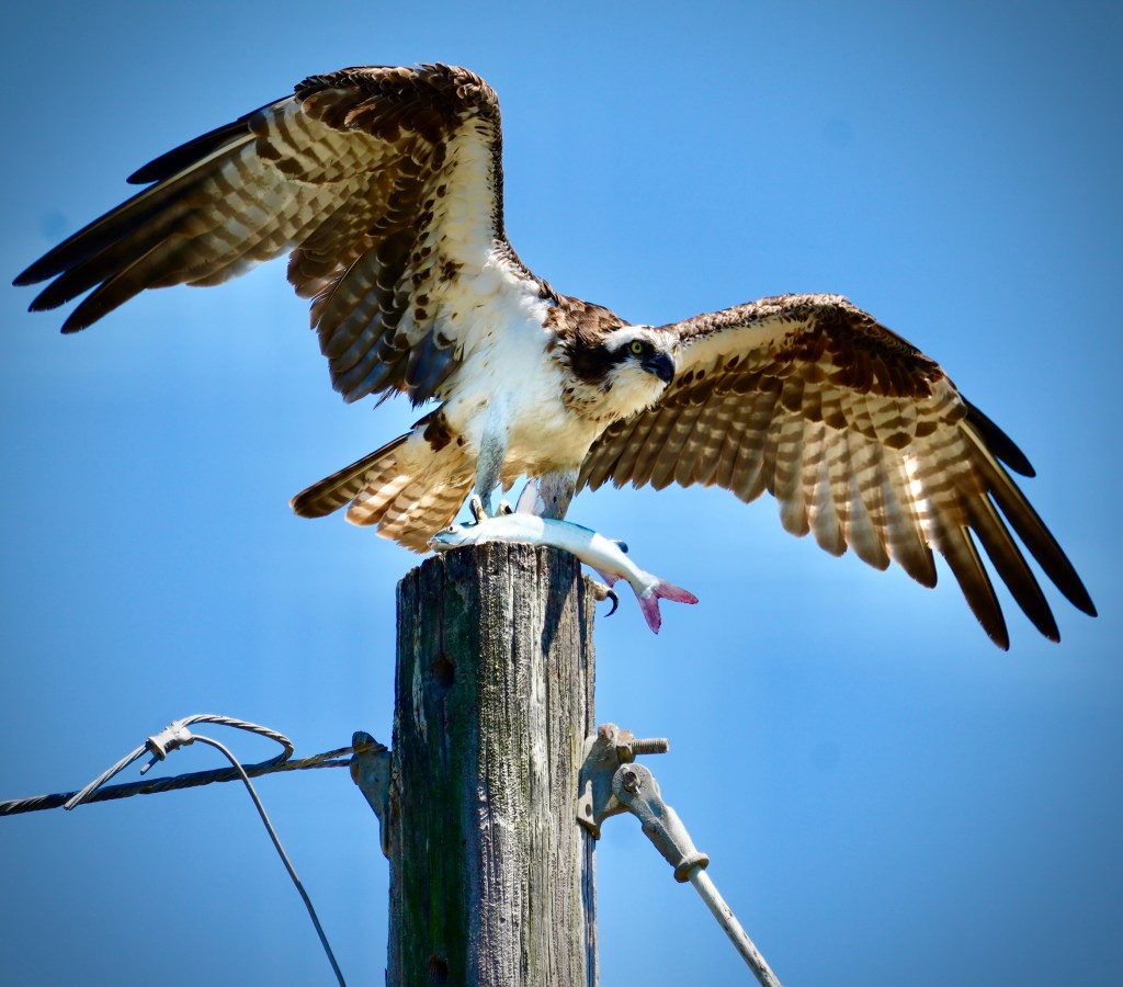 Osprey that just landed on top of a wooden post with a big fish on its talons. The osprey has its wings spread out.