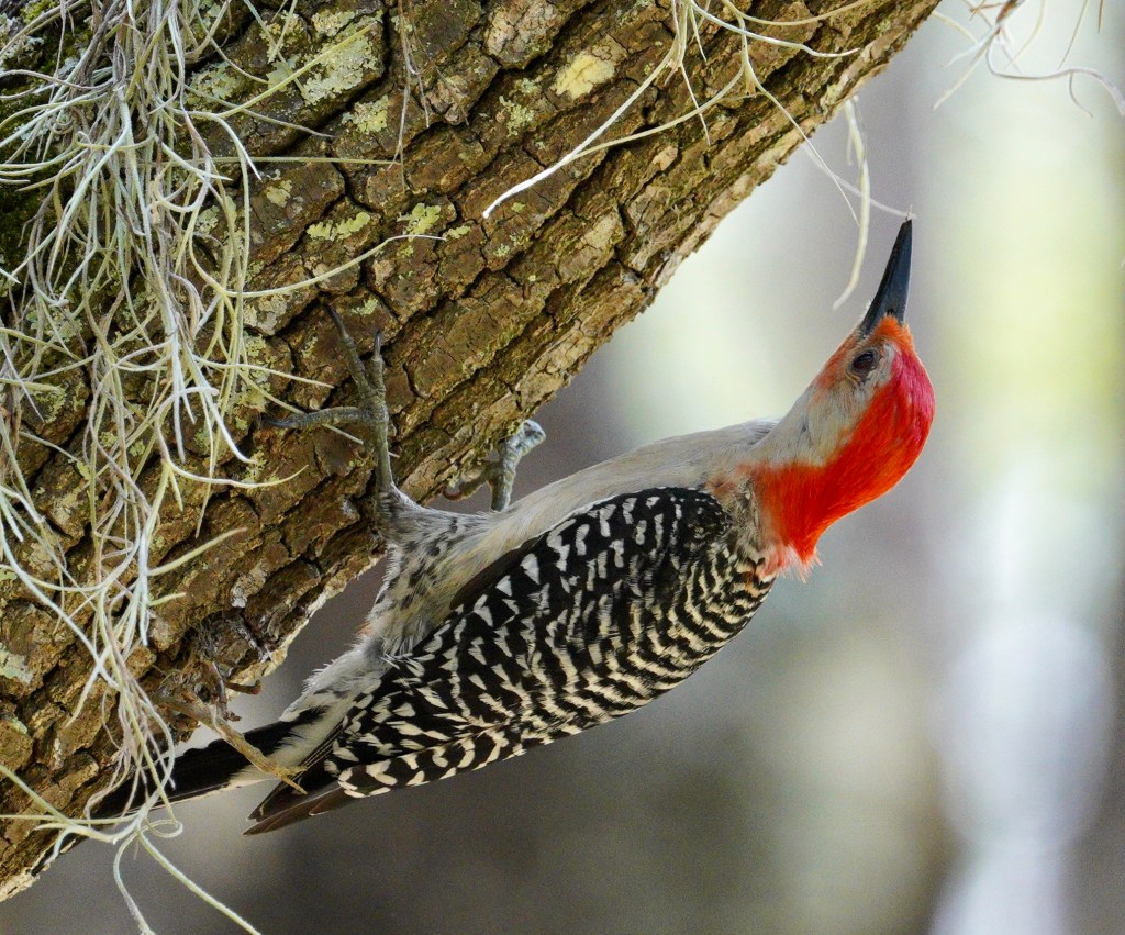 A red bellied woodpecker grabbing on to the trunk of a moss covered tree in an upside down position.