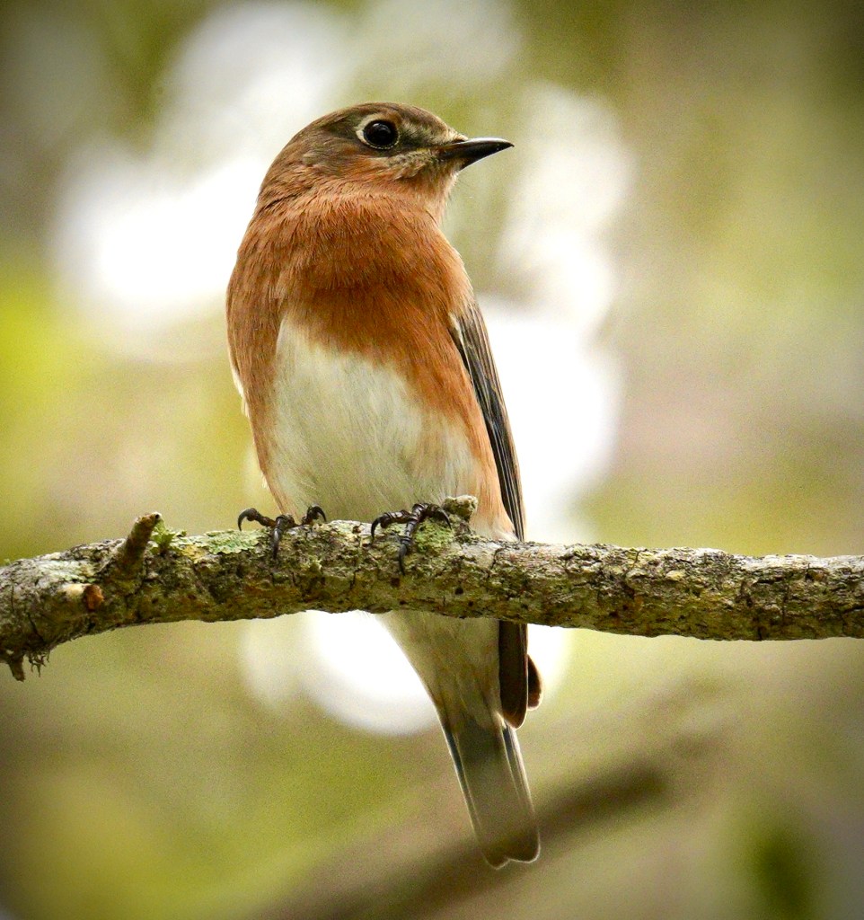 Eastern blue bird perched on a branch. It has a brownish band across the chest with a white underside and blue wings that are barely visible.