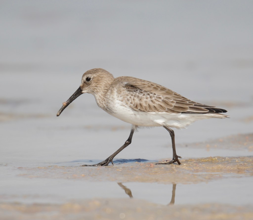 Dumlin, a small wading bird captured moving along the tide pool at low tide. It is a white and tan bird with a long, pointed beak. 