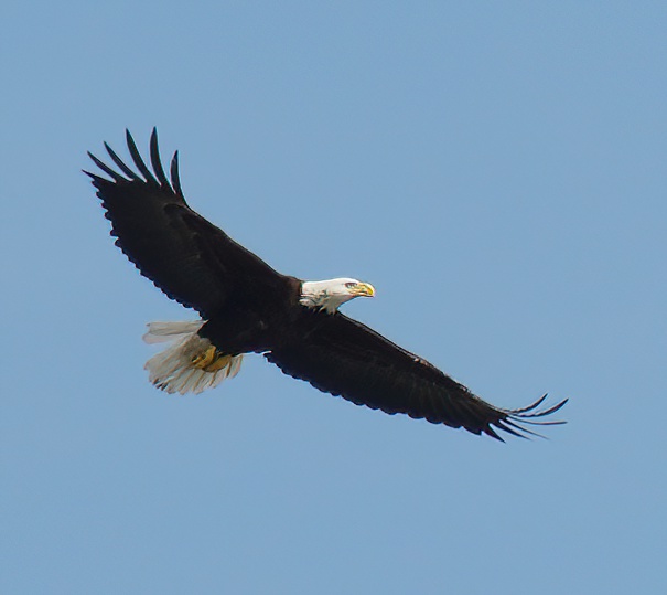 Bald eagle in flight with wings spread out.