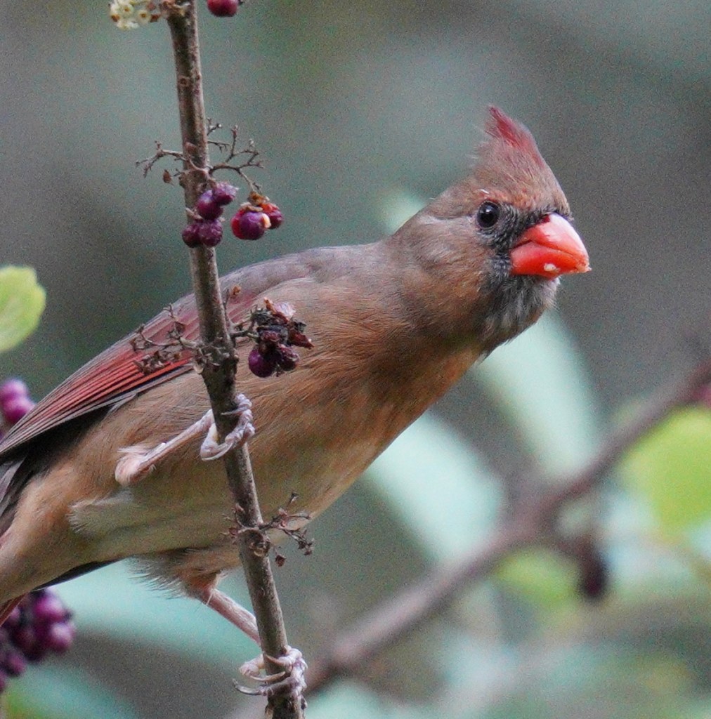 Female cardinal perched at the end of a branch with berries on it. 