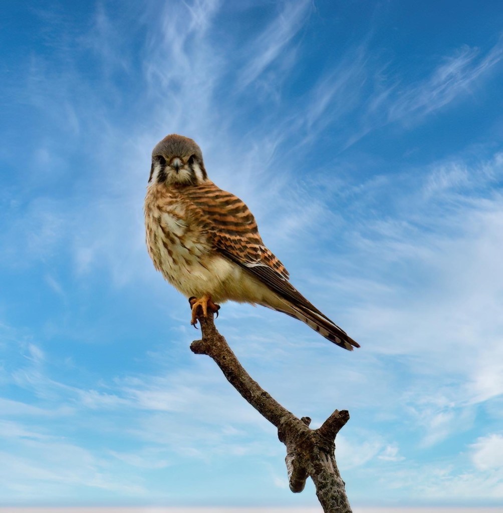 American Kestrel perched at the end of a branch. It has orange and black banded back feathers and a mottled brown front. The head is light blue on top  with black, orange and white vertical stripes on the sides. 