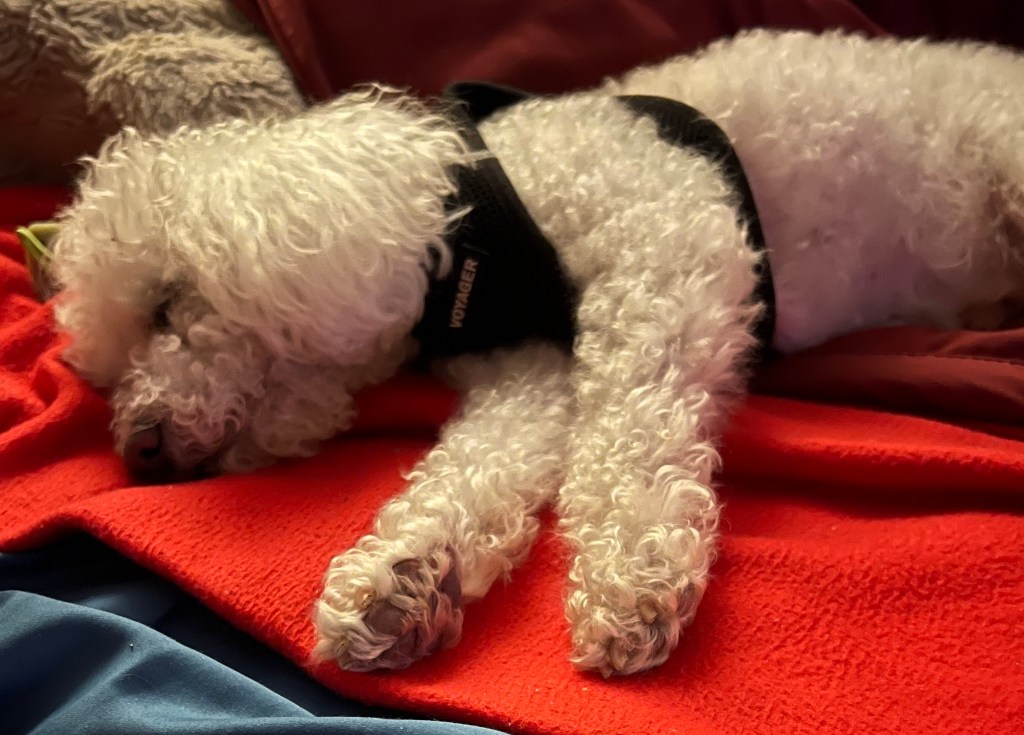 A small poodle mix dog laying on top of a red blanket taking a nap