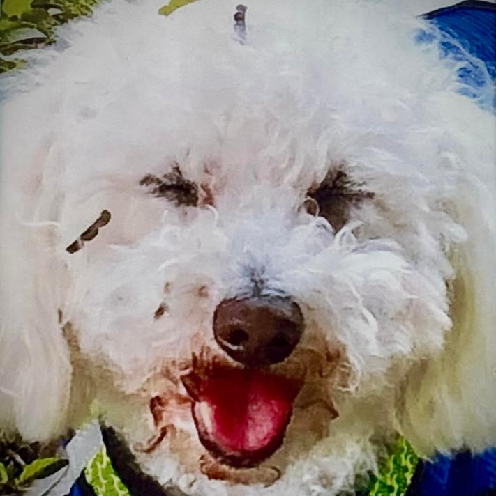 Closeup of a white dog that appears to be smiling and has a few "stickles" on his white fur/hair.