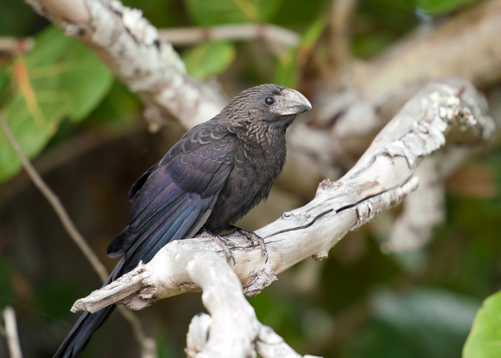 Smooth billed ani - a large, long tailed black bird with a heavy gray bill. It is resting at the end of a branch.