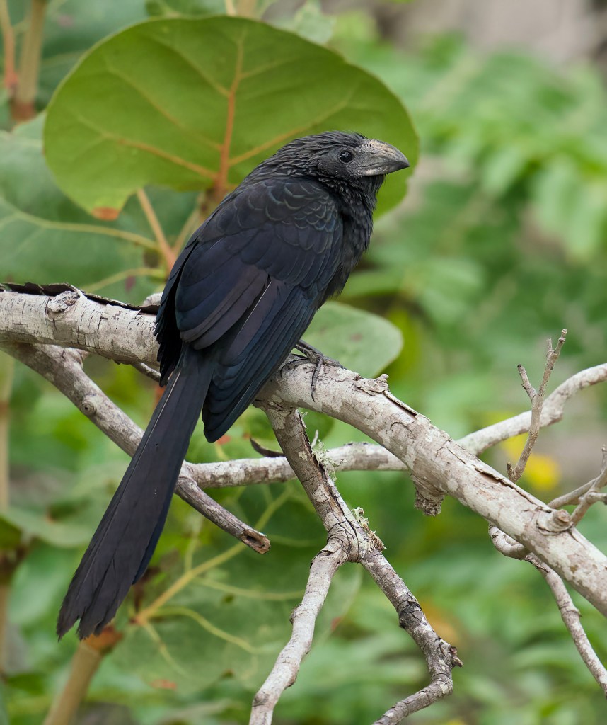 Groove billed ani - a large, long tailed black bird with heavy gray bill that has ridges on it. I tis resting at the end of a branch.