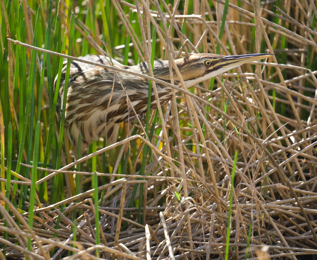 American bittern - a large, brown and tan heron with a heavily streaked chest and belly. It is leaning out of some reeds as it looks for food in this shot.
